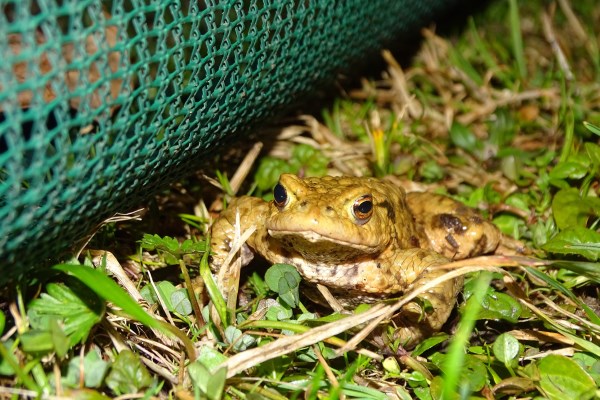 Roadside Amphibian Fencing