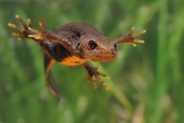 Endangered Great Crested Newt