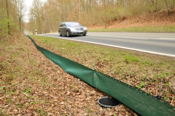 Roadside Amphibian Fencing